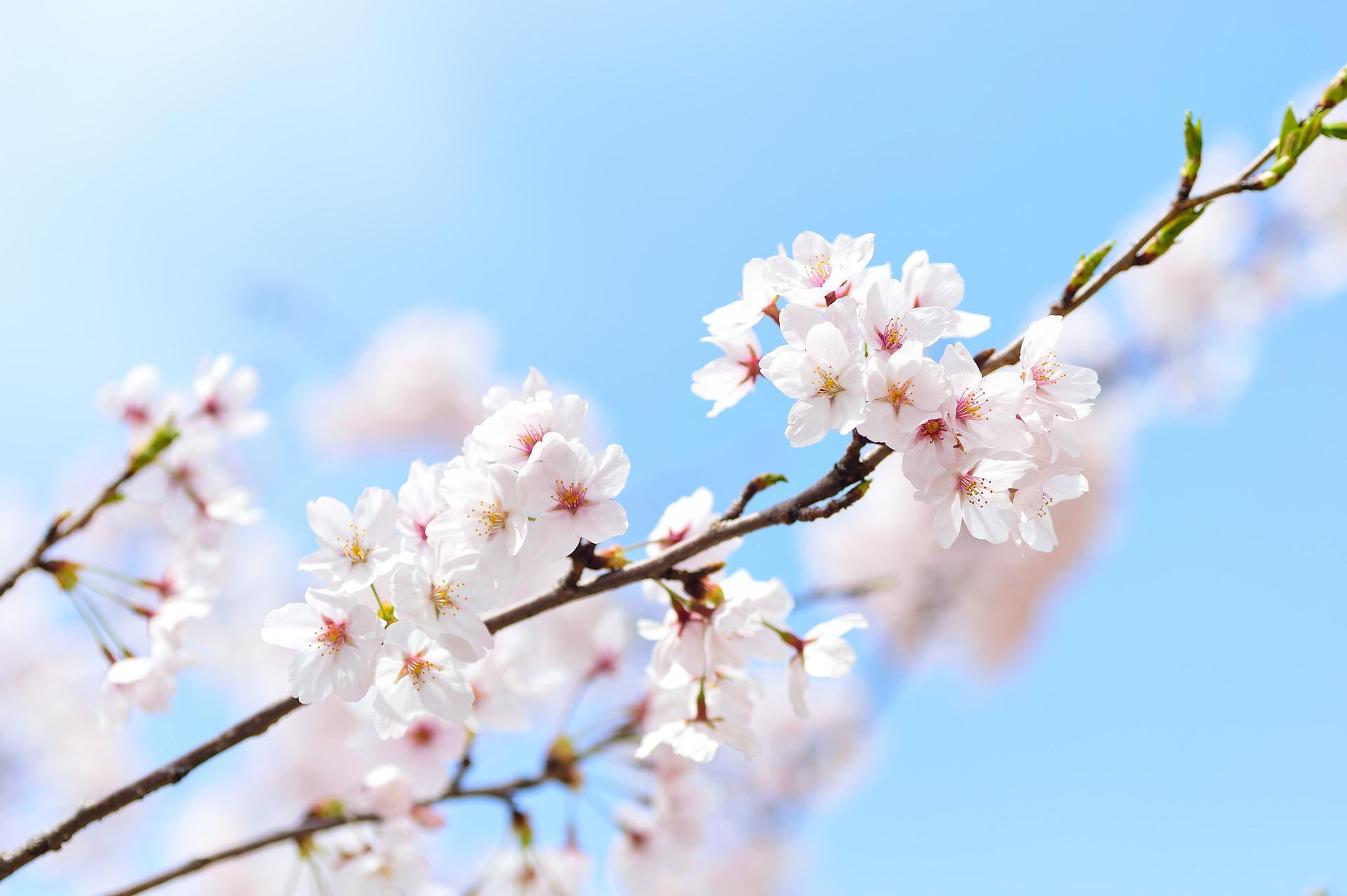 Kuva kirsikkapuusta - kuvituskuva Kakeibo-artikkeliin